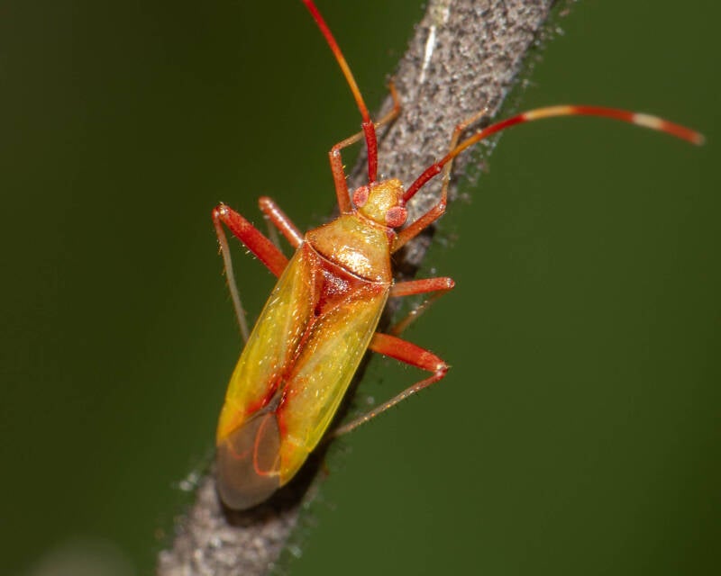 Creontiades rubrinervis Plant Bug (2)
