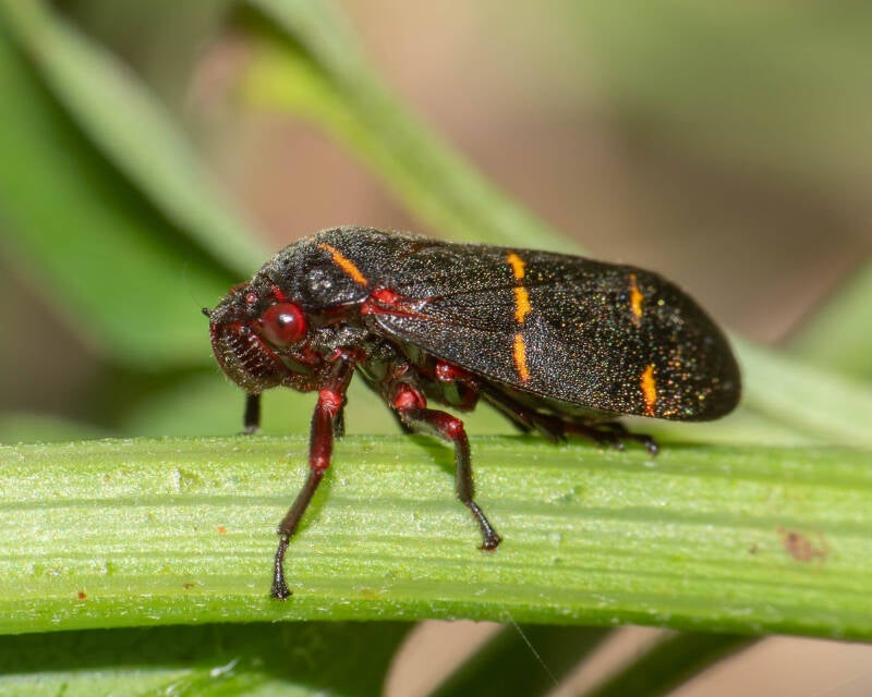 Two-Lined Spittlerbug (2)