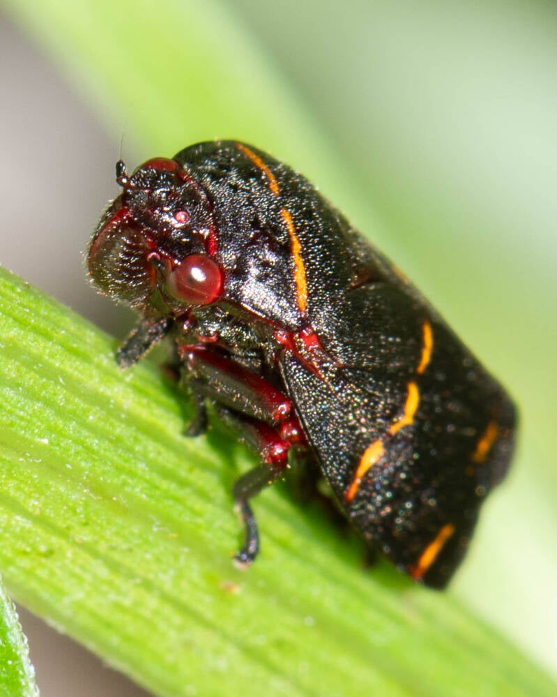 Two-Lined Spittlerbug (3)
