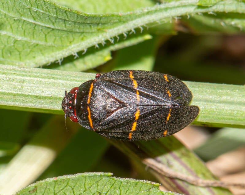 Two-Lined Spittlerbug (4)