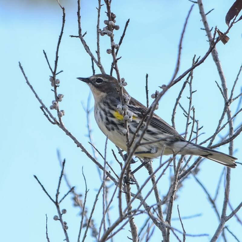 Yellow-Rumped Warbler (2)