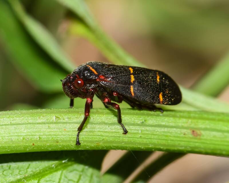 Two-Lined Spittlebug (1)