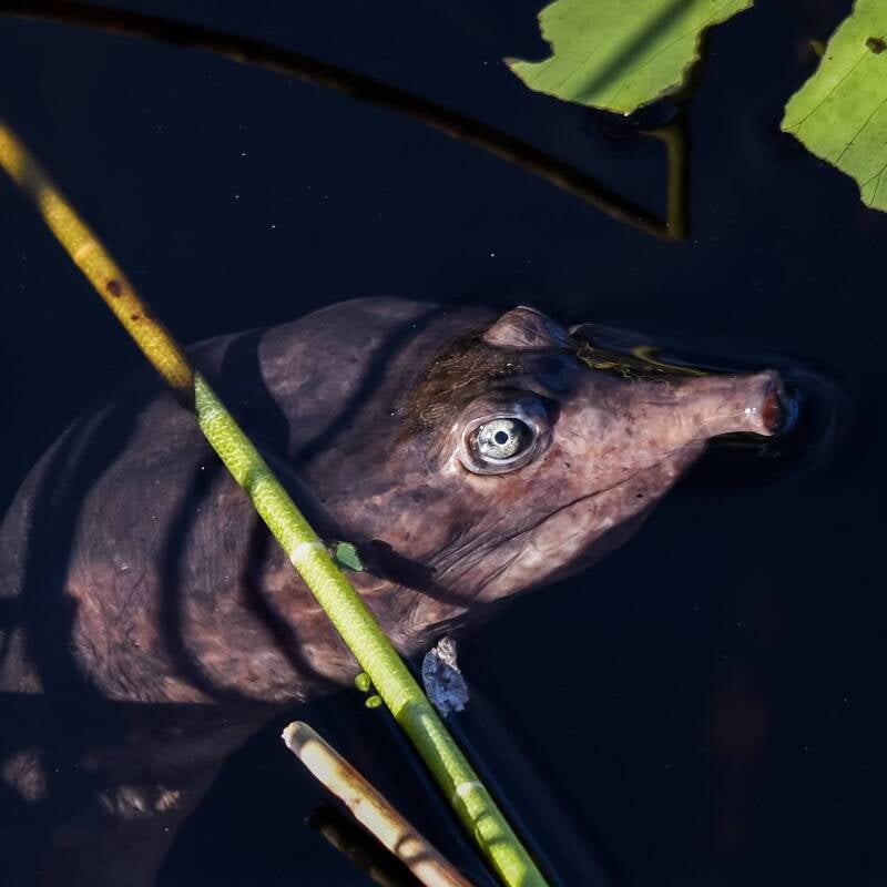 Florida Sftshell (2)