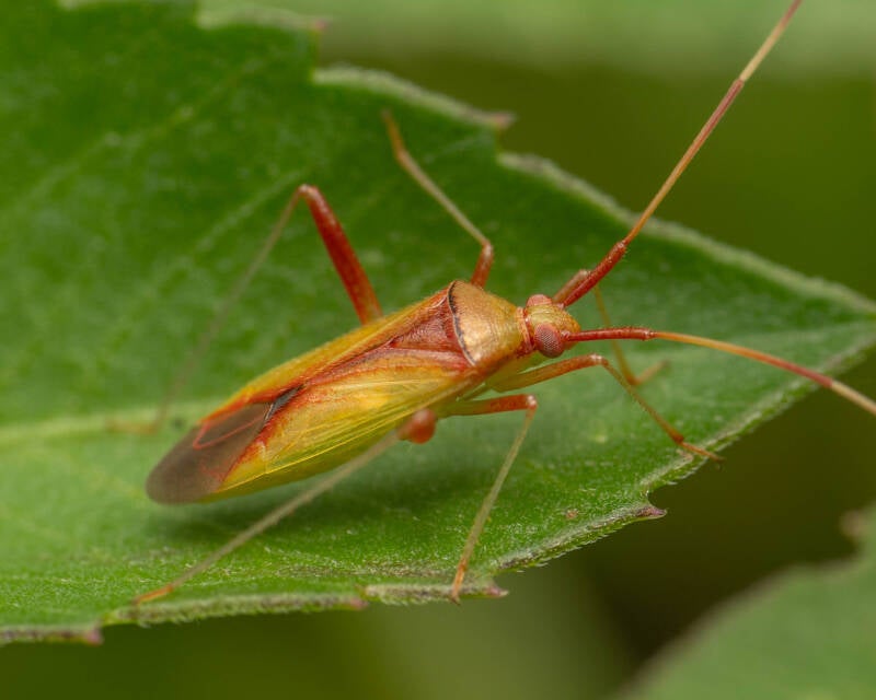 Creontiades rubrinervis Plant Bug (3)