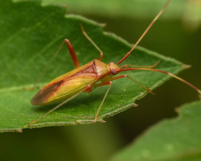 Creontiades Plant Bug (1)