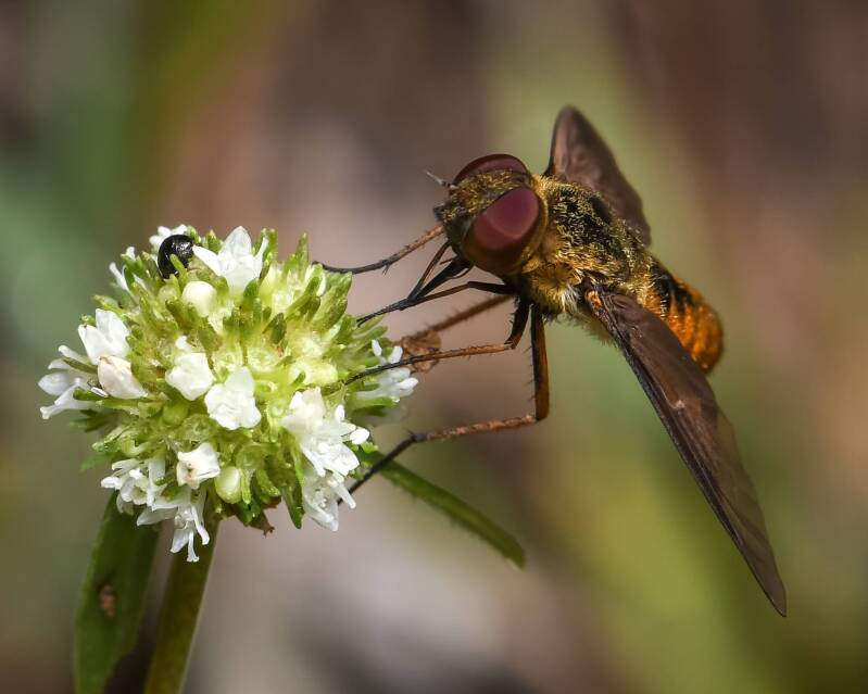 Banded Beefly (2)