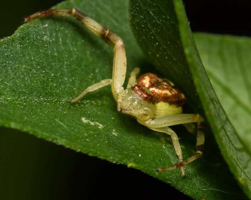 Crab Spider (6)