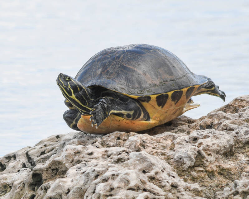 Yellow-Bellied Cooter (1)