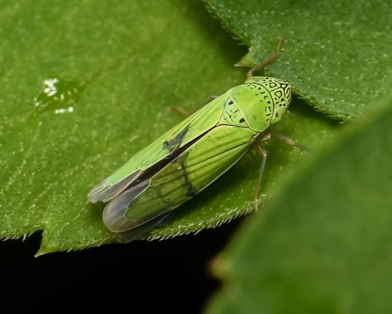 Common Green Leafhopper (1)