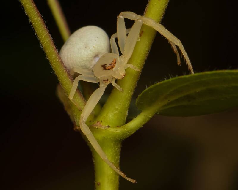 Crab Spider (7)