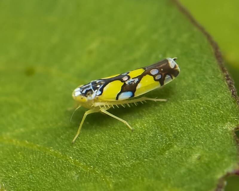 Brazilian Leafhopper (2)