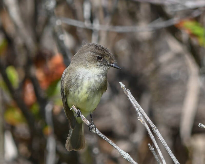 Eastern Phoebe (1)