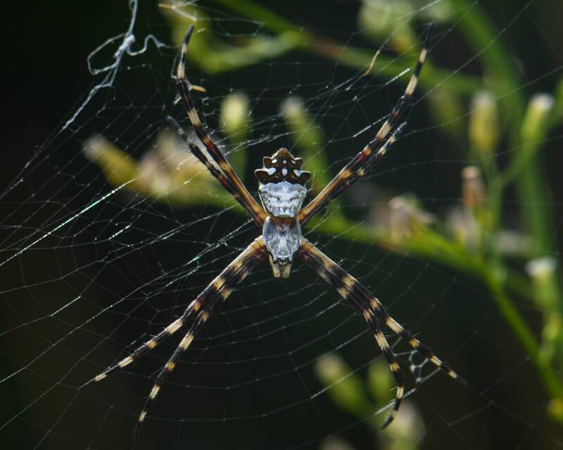 Silver Argiope (2)