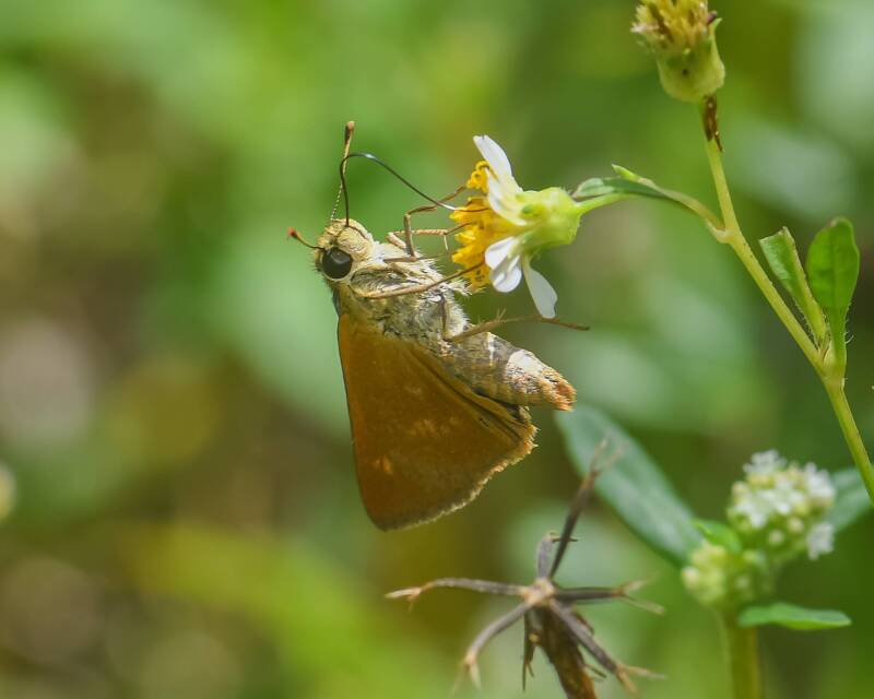 Monk Skipper (2)