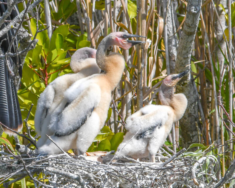 Anhinga (9)