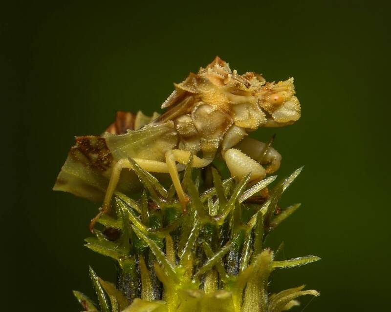 Jagged Ambush Bug (2)