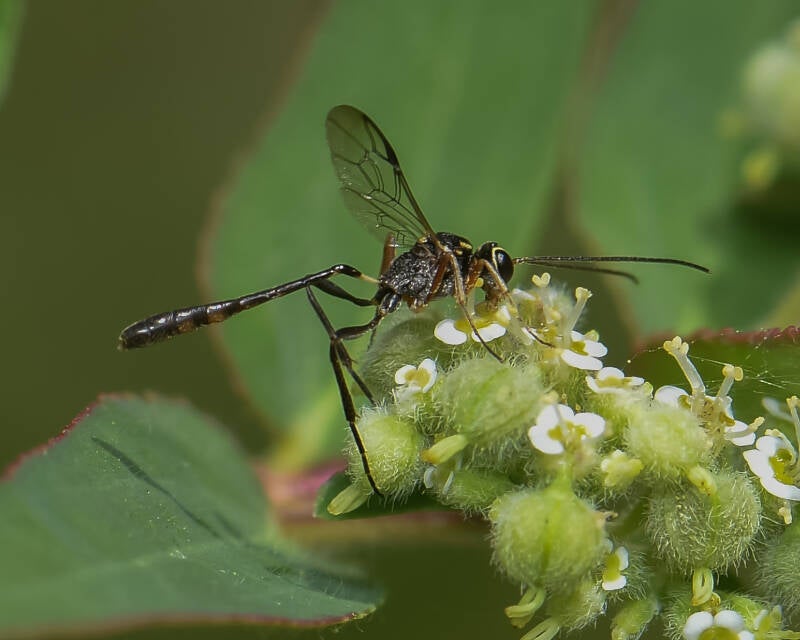 Anomalon Ichneumonid Wasp (1)