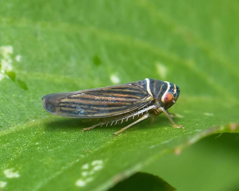 Tylozygus Sharpshooter (1)