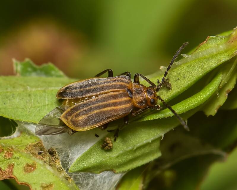 Leaf Skeletonizing Beetle (2)