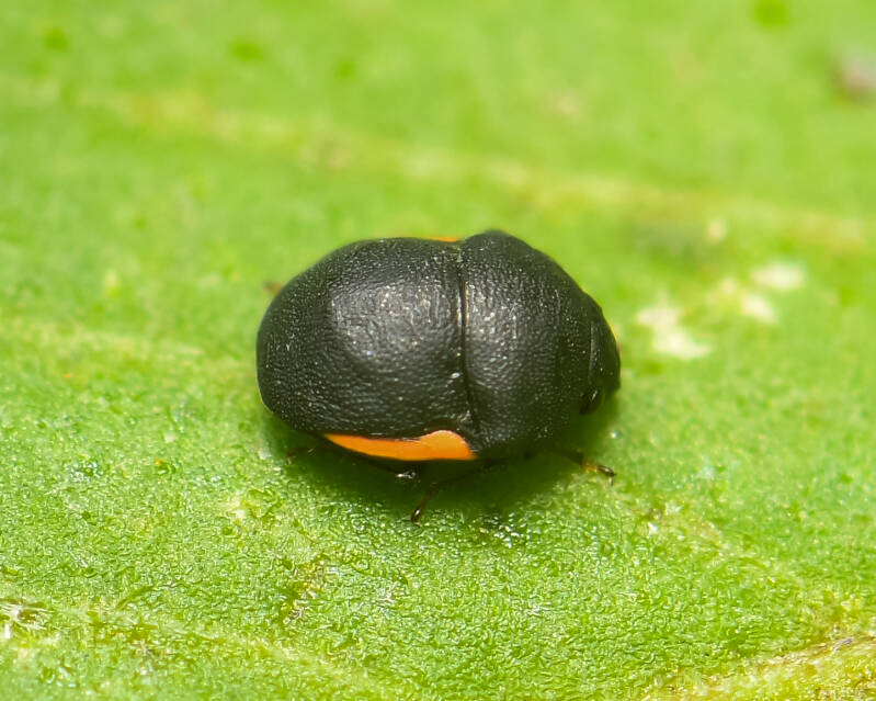 Ebony Bug (3)