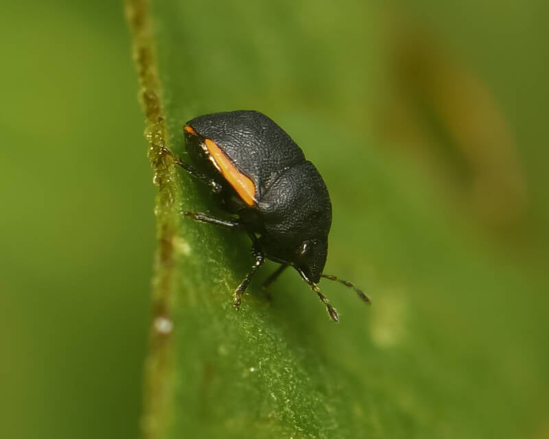 Ebony Bug (2)
