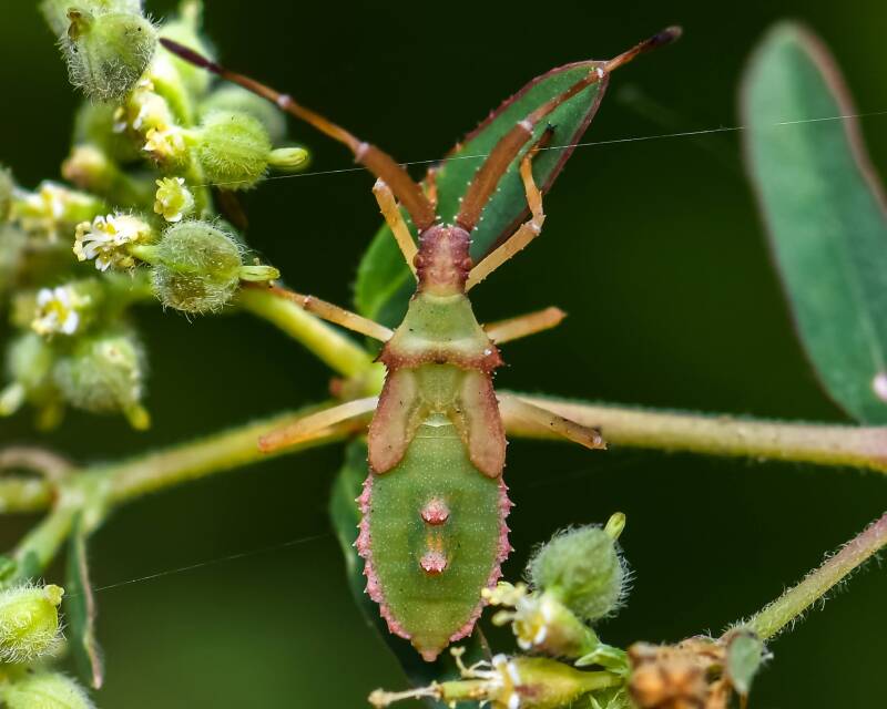 Euphorbia Bug (1)