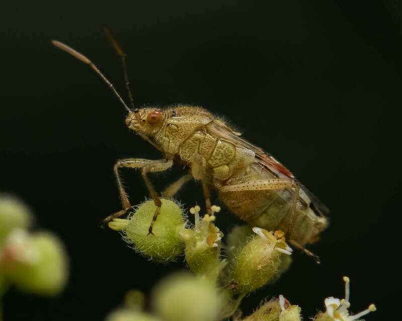 Hyaline Plant Bug (2)