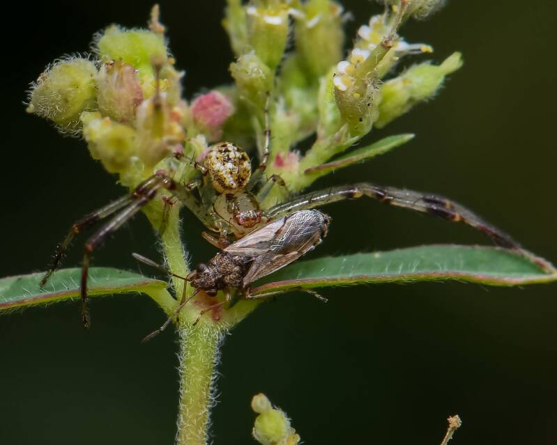 Crab Spider and Miridae Plant Bug