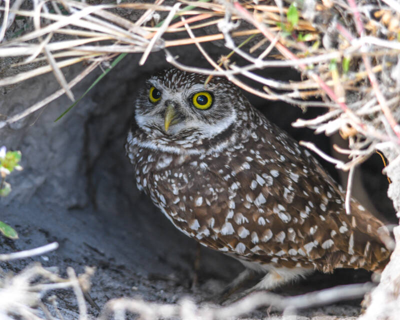 Burrowing Owl (5)