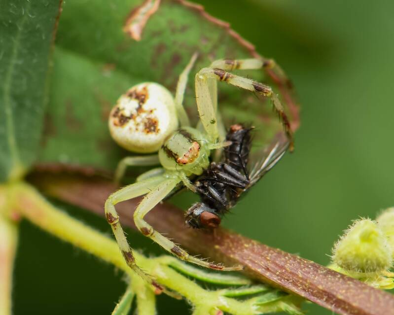Crab Spider (8)