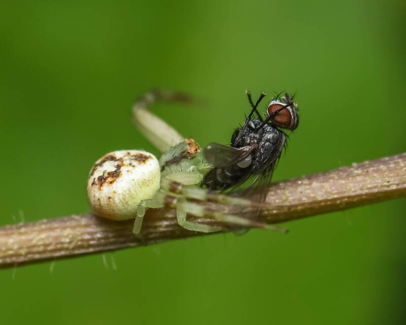 Crab Spider (9)