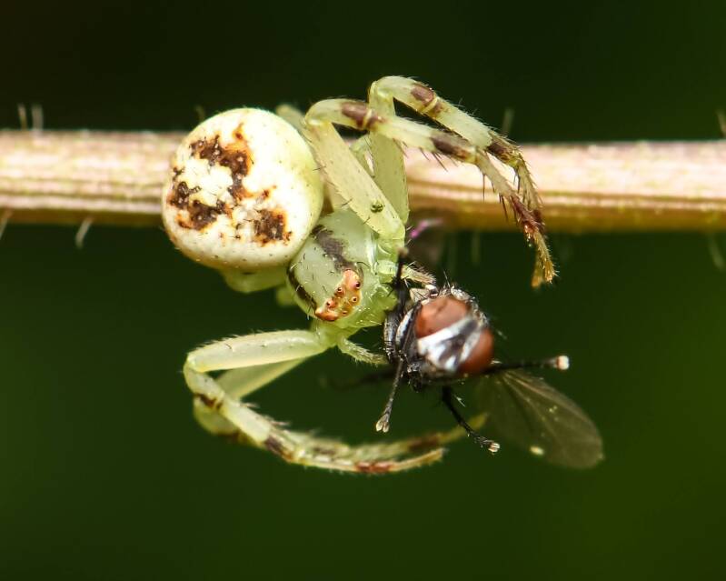 Crab Spider (10)