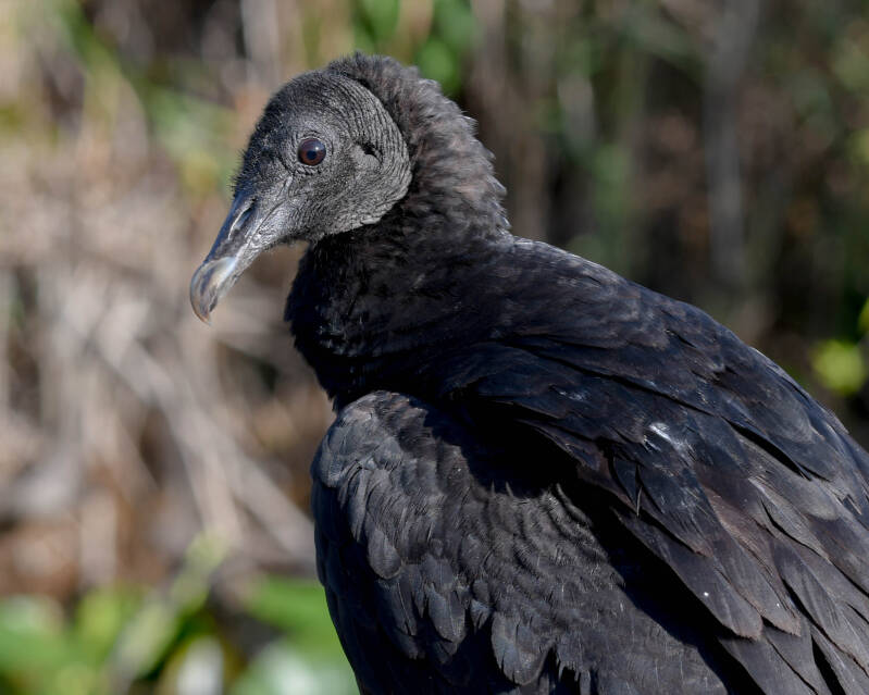 Black Vulture (2)