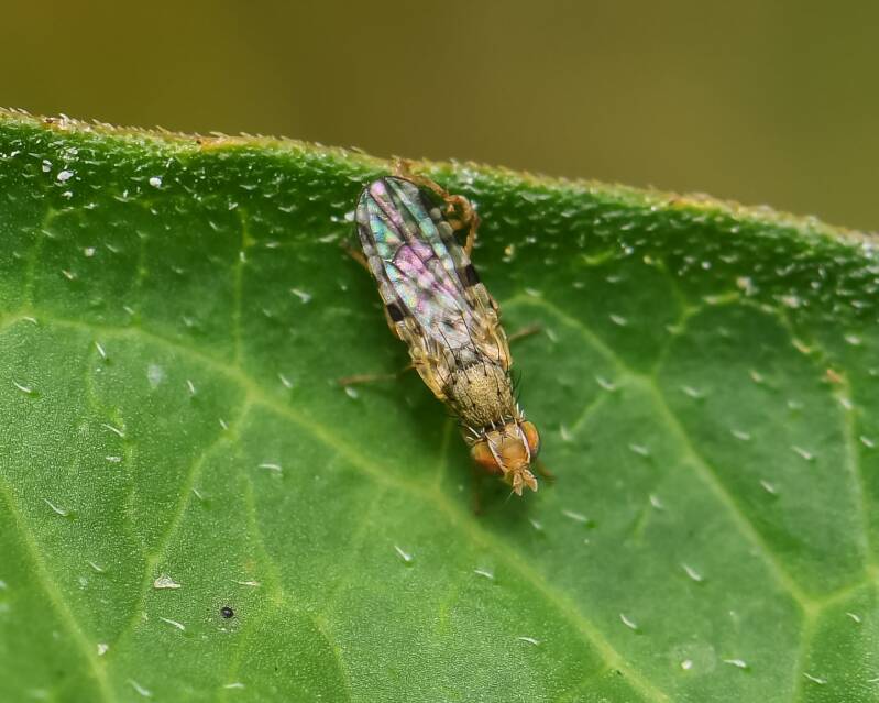 Campiglossa Fruit Fly (1)