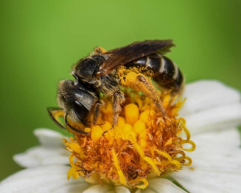 Poey's Furrow Bee (2)