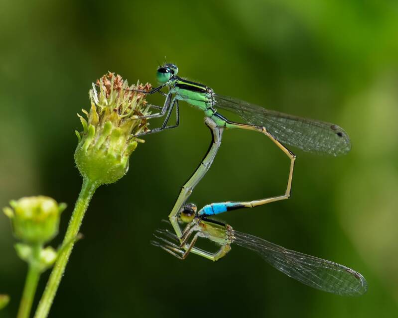 Rambur's Forktail (3)