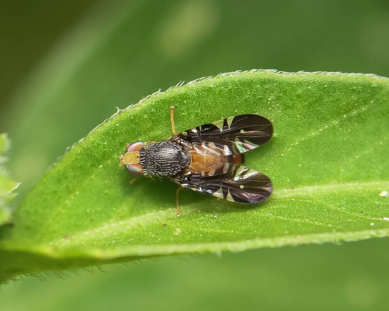 Xanthaciura Fruit Fly (1)
