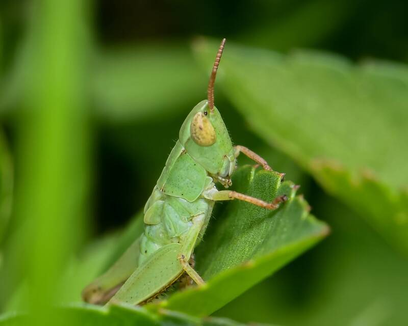 Short-Winged Green Grasshopper (2)