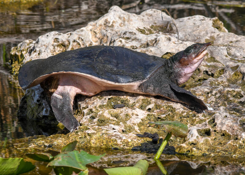 Florida Softshell (1)