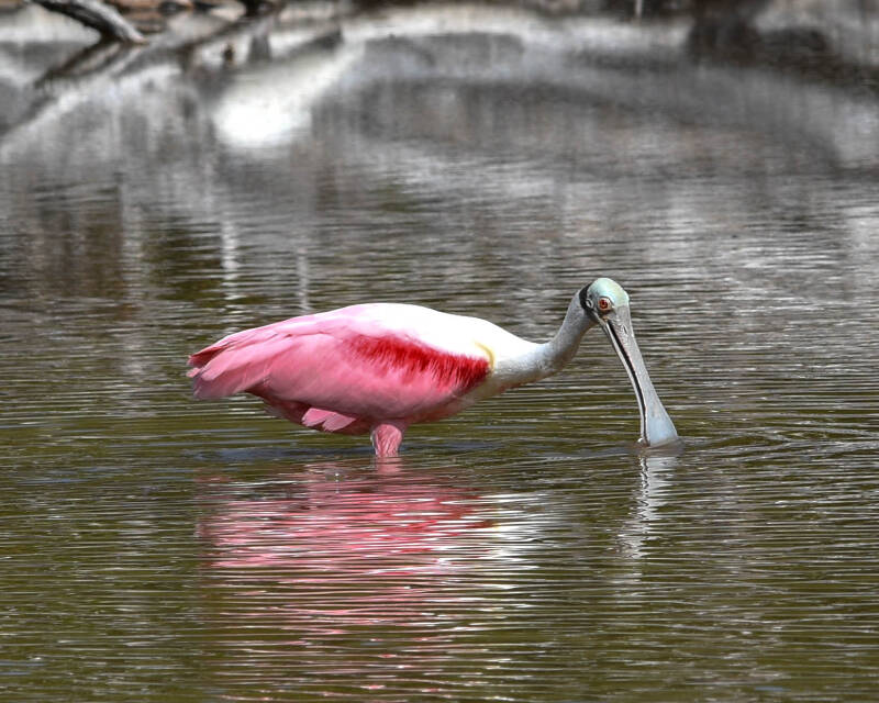 Roseate Spoonbill (1)