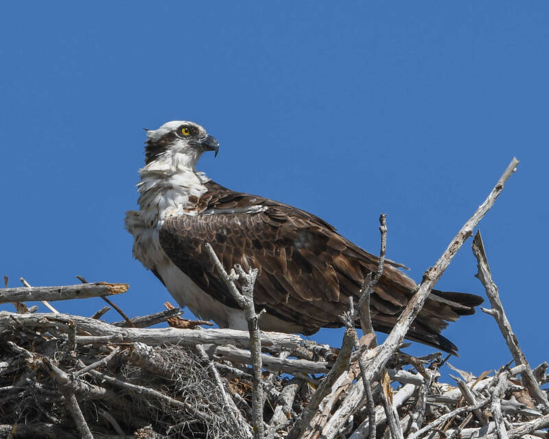 Osprey (3)