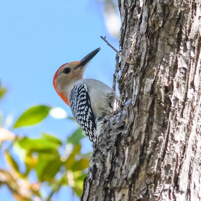 Red-Bellied Woodpecker (2)