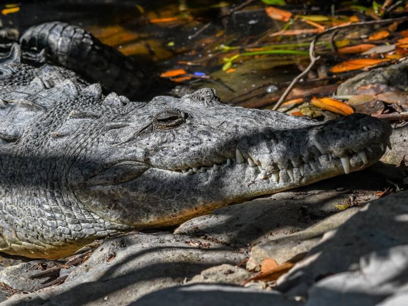 American Crocodile (6)