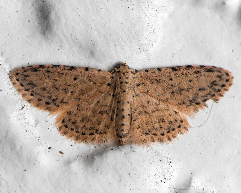 Geometer Moth (4)
