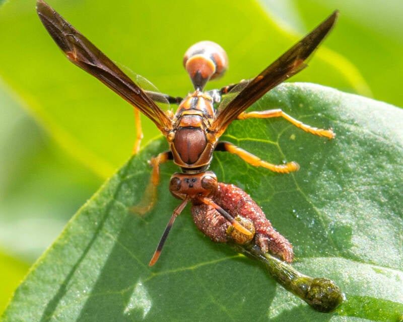 Bahamian Paper Wasp (1)
