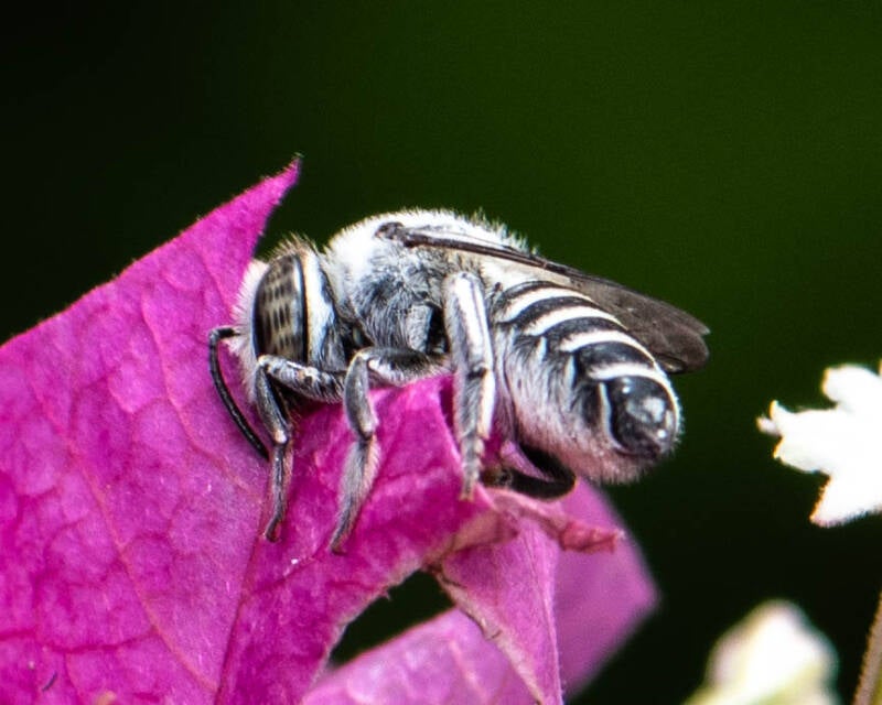 Eutricharaea Leafcutter Bee (1)