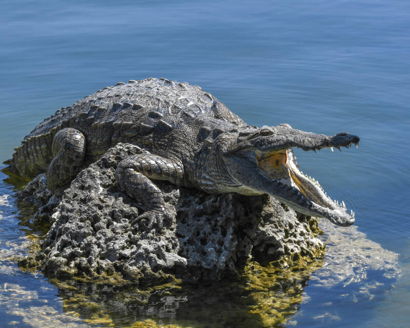 American Crocodile (2)