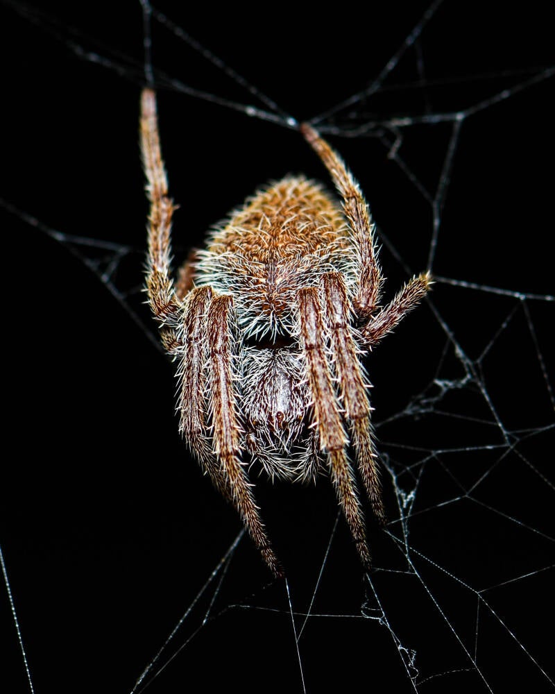 Tropical Orb Weaver (1)