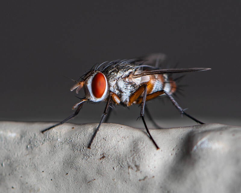 Flesh Fly (10)