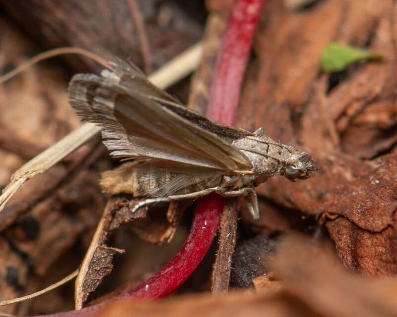 Moth (1)